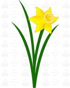 Daffodil Sticker
