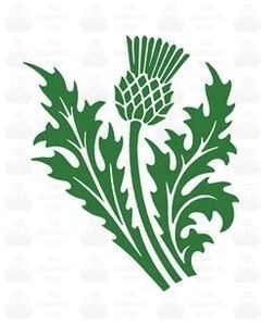 Scottish Thistle Sticker